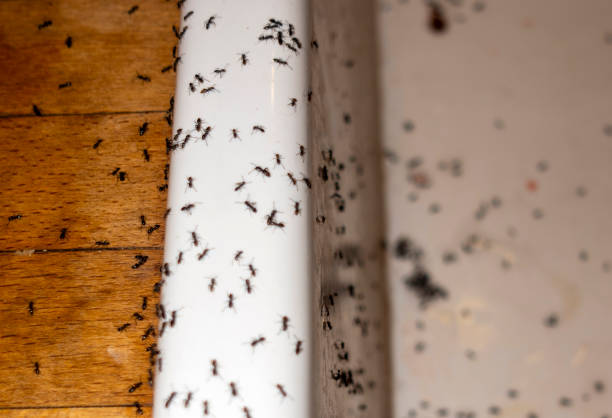 Best Insect Control  in Winthrop, MN